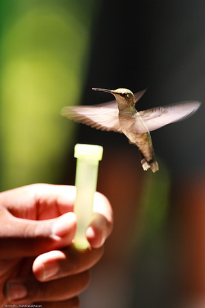 Ruby-throated hummingbird (Female)