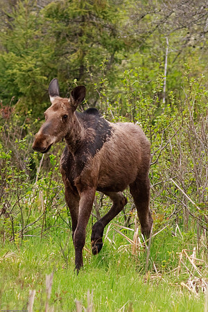 Moose