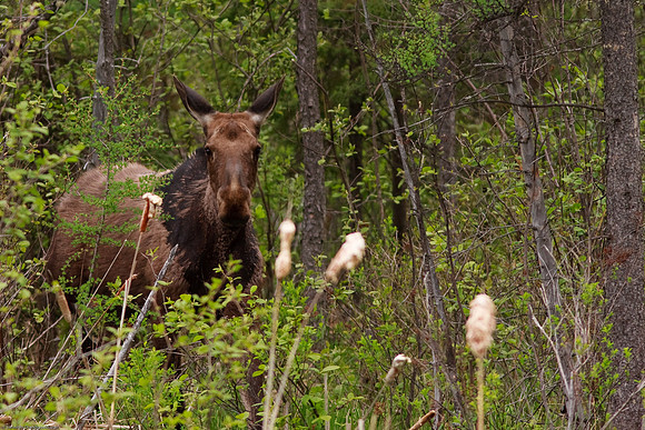 Moose
