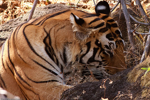 Royal Bengal Tiger