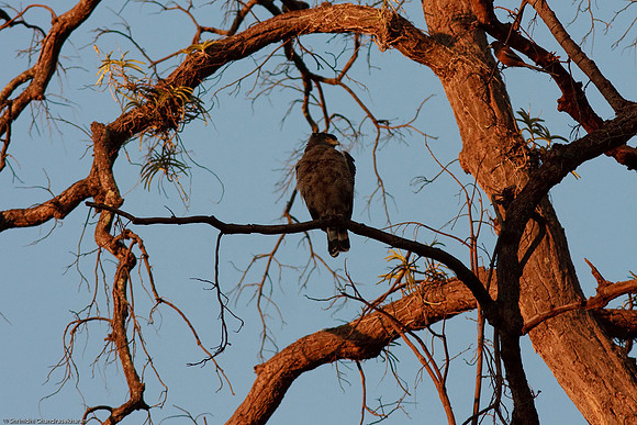 Crested Serpent Eagle I think?