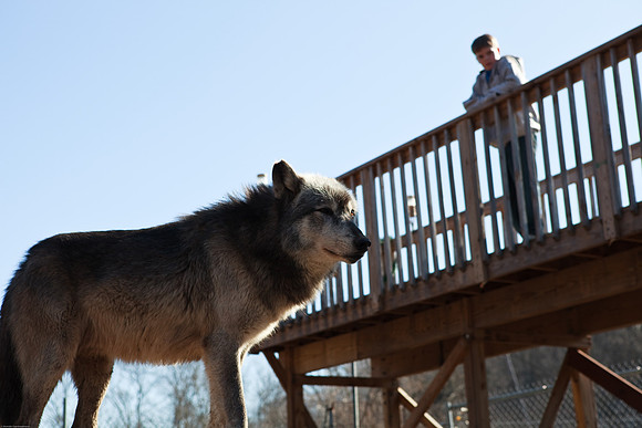 John with the wolves