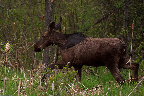Moose
