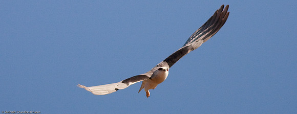 Black-winged Kite