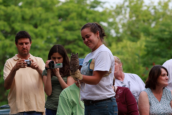 Eastern Screech Owl