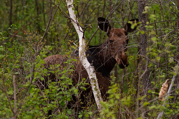 Moose