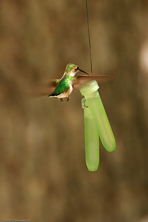 Ruby-throated hummingbird (Female)