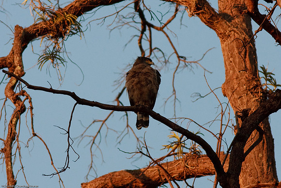 Crested Serpent Eagle I think?