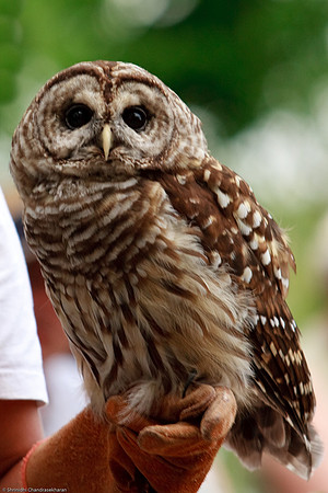 Barred Owl