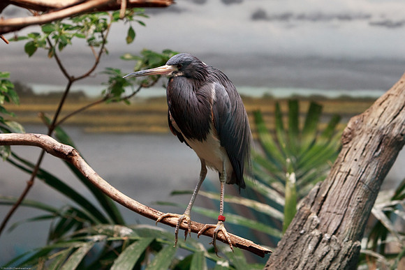 Tricolored Heron