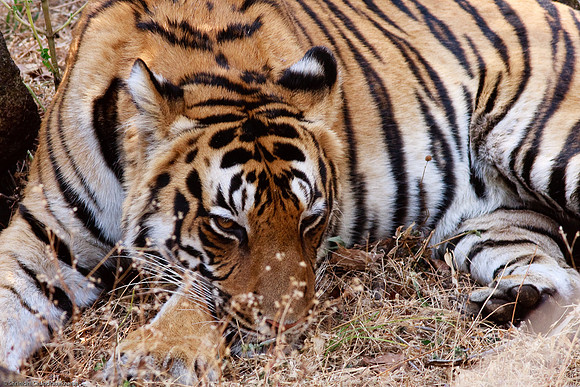 Royal Bengal Tiger