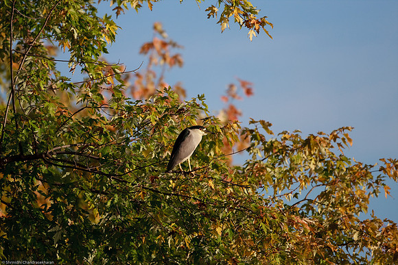 Black Crowned Night Heron