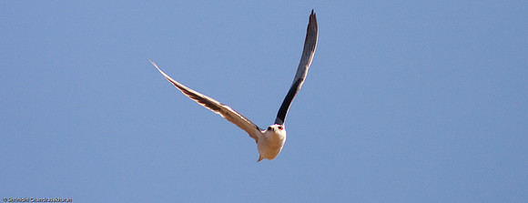 Black-winged Kite