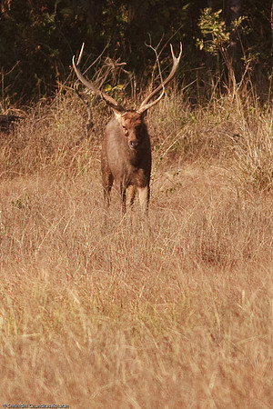 Barasingha (Hard ground swamp deer) - Endangered Species