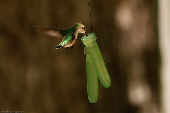 Ruby-throated hummingbird (Female)