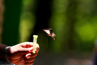 2009-06 Ruby Throated Hummingbird, Zaleski State Forest, Ohio, USA