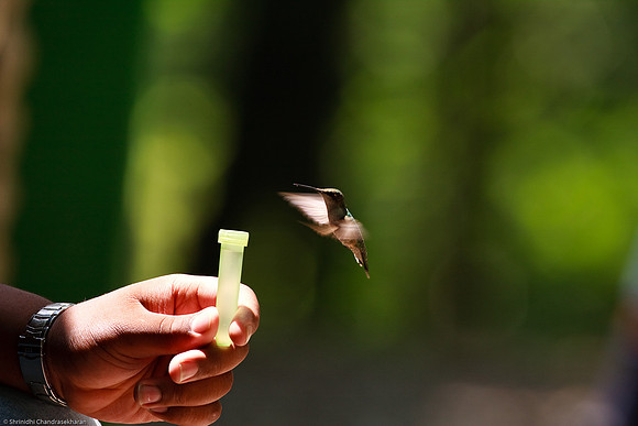 Ruby-throated hummingbird (Female)