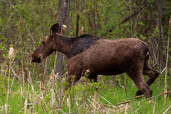 Moose
