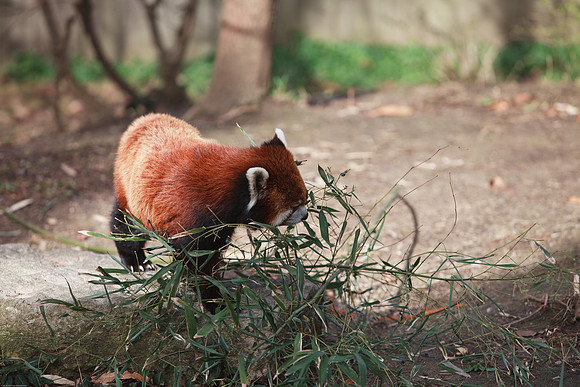 Red Panda
