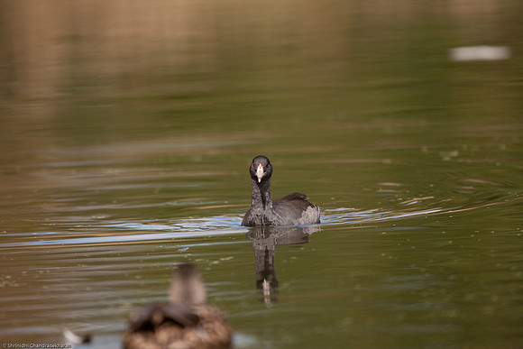 American Coot & Mallard