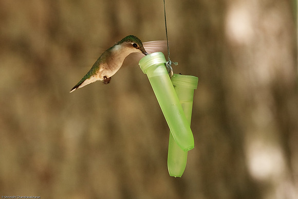 Ruby-throated hummingbird (Female)