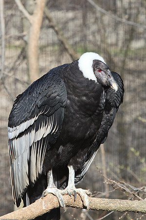 Andean Condor