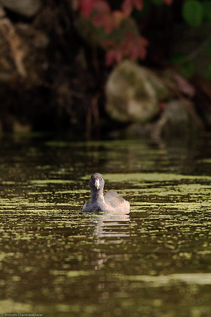 American Coot