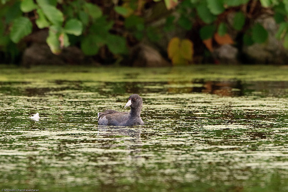 American Coot