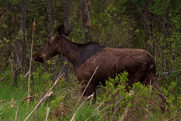 Moose