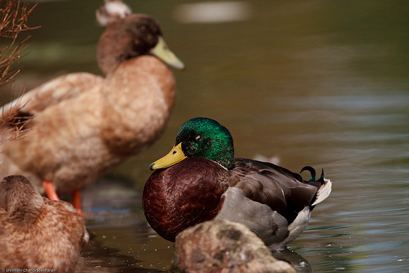 Mallard