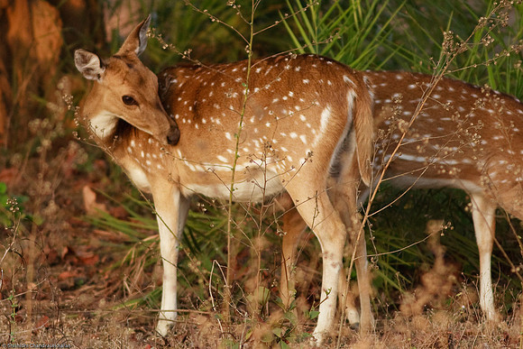 Axis Deer [Chital or Spotted Deer]