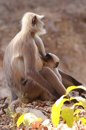 Gray Langur - Mother & Infant