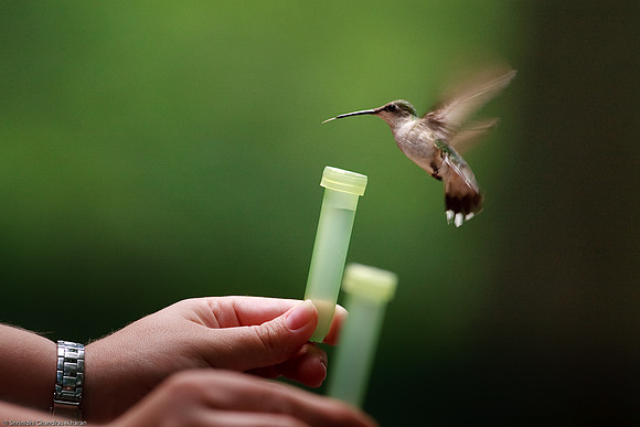 Ruby-throated hummingbird (Female)