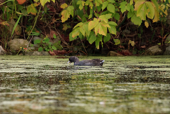 American Coot