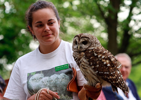 Barred Owl