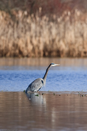 Great Blue Heron