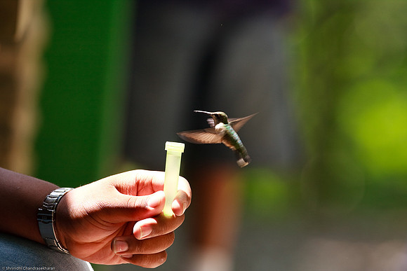 Ruby-throated hummingbird (Female)