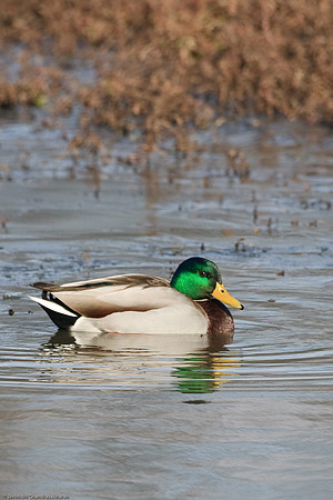 Mallard