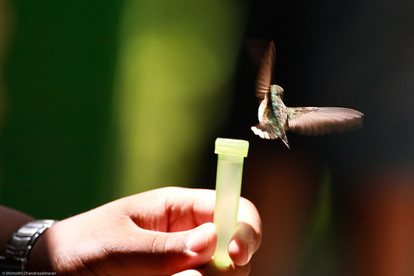 Ruby-throated hummingbird (Female)