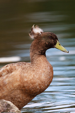 Mallard