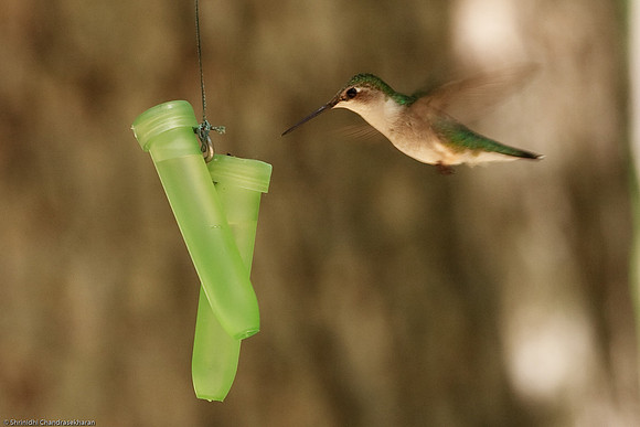Ruby-throated hummingbird (Female)