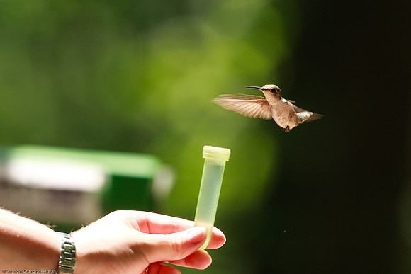 Ruby-throated hummingbird (Female)