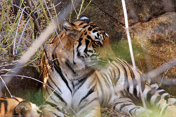 Royal Bengal Tiger