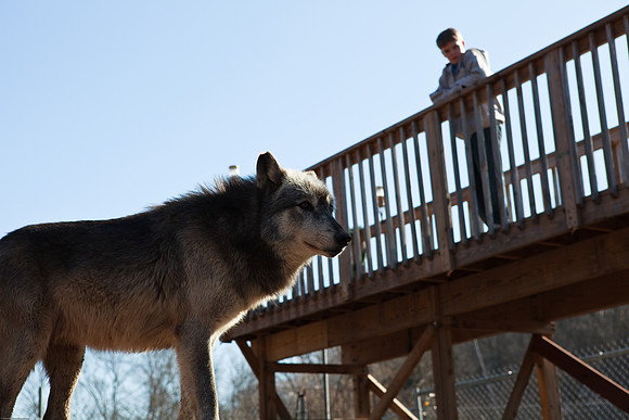 John with the wolves