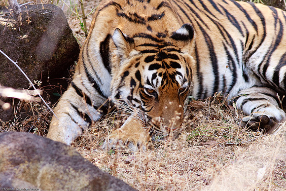 Royal Bengal Tiger