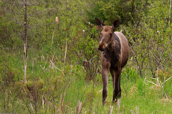Moose