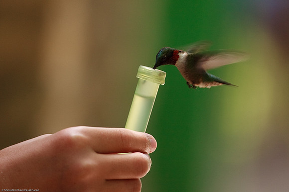 Ruby-throated hummingbird (Male)