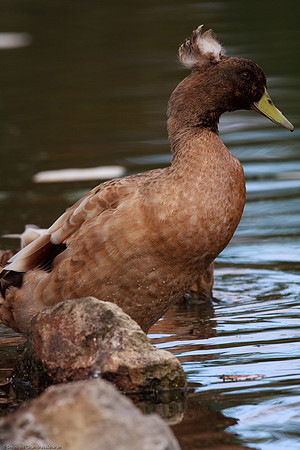Mallard