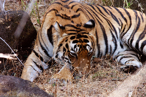 Royal Bengal Tiger