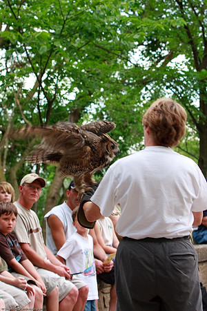 Great Horned Owl